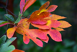 Sassafras (Sassafras albidum) at Lakeshore Garden Centres