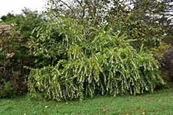 White Beautyberry (Callicarpa dichotoma 'f. albifructa') at Lakeshore Garden Centres