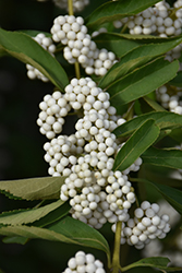 White Beautyberry (Callicarpa dichotoma 'f. albifructa') at Lakeshore Garden Centres