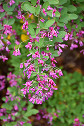 Little Volcano Bush Clover (Lespedeza thunbergii 'Little Volcano') at Lakeshore Garden Centres