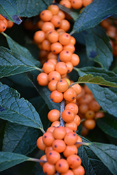 Winter Gold Winterberry (Ilex verticillata 'Winter Gold') at Lakeshore Garden Centres