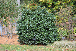 Japanese Camellia (Camellia japonica) at Lakeshore Garden Centres