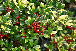 Sunny Foster Holly (Ilex x attenuata 'Sunny Foster') at Lakeshore Garden Centres