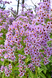 Tartarian Aster (Aster tataricus) at Lakeshore Garden Centres