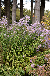 Tartarian Aster (Aster tataricus) at Lakeshore Garden Centres
