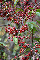 Redbud Crabapple (Malus x zumi 'Calocarpa') at Lakeshore Garden Centres
