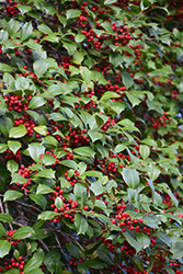 American Holly (Ilex opaca) at Lakeshore Garden Centres
