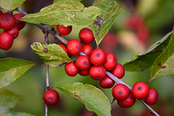 Shaver Winterberry (Ilex verticillata 'Shaver') at Lakeshore Garden Centres