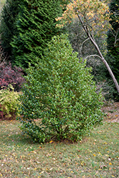 Yule Bright Holly (Ilex x koehneana 'Conayule') at Lakeshore Garden Centres