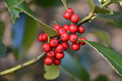 Yule Bright Holly (Ilex x koehneana 'Conayule') at Lakeshore Garden Centres