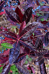 Brandywine Viburnum (Viburnum nudum 'Bulk') at Peter Knippel Garden Centre