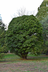 Gumball Sweet Gum (Liquidambar styraciflua 'Gumball') at Lakeshore Garden Centres