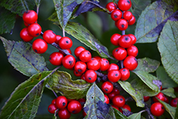 Berry Nice Winterberry (Ilex verticillata 'Spriber') at Lakeshore Garden Centres