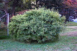 Sundrops Japanese Winterberry (Ilex serrata 'Sundrops') at Lakeshore Garden Centres