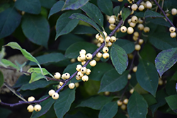 Sundrops Japanese Winterberry (Ilex serrata 'Sundrops') at Lakeshore Garden Centres