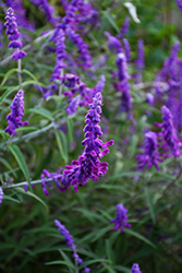 Midnight Mexican Sage (Salvia leucantha 'Midnight') at Lakeshore Garden Centres