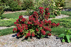 Cardinal Candy Viburnum (Viburnum dilatatum 'Henneke') at Lakeshore Garden Centres