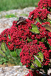 Cardinal Candy Viburnum (Viburnum dilatatum 'Henneke') at Lakeshore Garden Centres