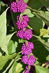 American Beautyberry (Callicarpa americana) at Lakeshore Garden Centres