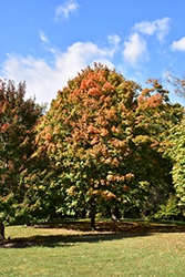Green Column Black Maple (Acer nigrum 'Green Column') at Lakeshore Garden Centres