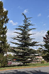 Brevifolia Cedar of Lebanon (Cedrus libani 'Brevifolia') at Lakeshore Garden Centres