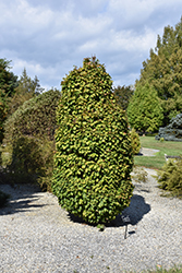 Columnaris Nana Hornbeam (Carpinus betulus 'Columnaris Nana') at Lakeshore Garden Centres