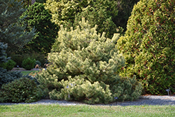 Gold Coin Scotch Pine (Pinus sylvestris 'Gold Coin') at Lakeshore Garden Centres