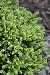 Golden Promise Japanese Cedar (Cryptomeria japonica 'Golden Promise') at Lakeshore Garden Centres