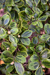 Winter's Sunset Camellia (Camellia 'Winter's Sunset') at Lakeshore Garden Centres