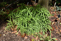 Hardy Ribbon Fern (Pteris cretica var. nervosa) at Lakeshore Garden Centres