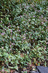 Toad Lily (Tricyrtis formosana) at Lakeshore Garden Centres
