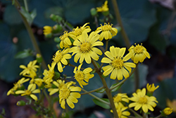 Leopard Plant (Farfugium japonicum) at Lakeshore Garden Centres