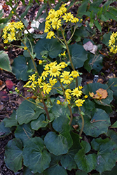 Leopard Plant (Farfugium japonicum) at Lakeshore Garden Centres