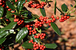Chinese Holly (Ilex cornuta) at Lakeshore Garden Centres