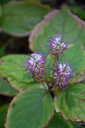 October Moon Japanese Shrub Mint (Leucosceptrum stellipilum 'October Moon') at Lakeshore Garden Centres