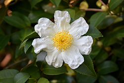 Japanese Stewartia (Stewartia pseudocamellia) at Peter Knippel Garden Centre