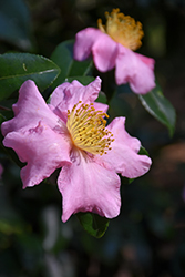 Winter's Star Camellia (Camellia 'Winter's Star') at Lakeshore Garden Centres