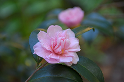 Winter's Charm Camellia (Camellia 'Winter's Charm') at Lakeshore Garden Centres