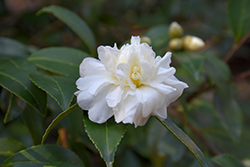 October Magic Snow Camellia (Camellia sasanqua 'Green 94-010') at Lakeshore Garden Centres