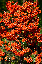Mohave Firethorn (Pyracantha 'Mohave') at Lakeshore Garden Centres