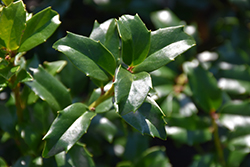 China Boy Meserve Holly (Ilex x meserveae 'China Boy') at Lakeshore Garden Centres