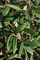 Prague Viburnum (Viburnum x pragense) at Lakeshore Garden Centres