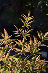 Sassy Lady Nandina (Nandina domestica 'sPg-3-006') at Lakeshore Garden Centres