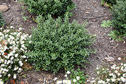 Soft Touch Japanese Holly (Ilex crenata 'Soft Touch') at Lakeshore Garden Centres