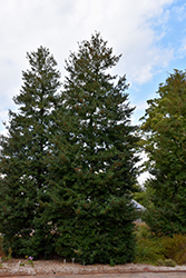Foster No. 2 Holly (Ilex x attenuata 'Foster No. 2') at Lakeshore Garden Centres