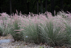 Pink Flamingo Muhly Grass (Muhlenbergia 'Pink Flamingo') at Lakeshore Garden Centres