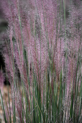 Pink Flamingo Muhly Grass (Muhlenbergia 'Pink Flamingo') at Lakeshore Garden Centres