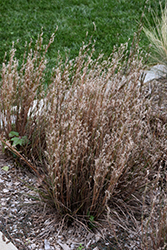 Prairie Munchkin Bluestem (Schizachyrium scoparium 'Prairie Munchkin') at Lakeshore Garden Centres