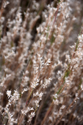 Prairie Munchkin Bluestem (Schizachyrium scoparium 'Prairie Munchkin') at Lakeshore Garden Centres