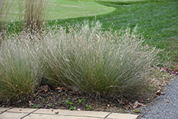 Blonde Ambition Blue Grama Grass (Bouteloua gracilis 'Blonde Ambition') at Lakeshore Garden Centres